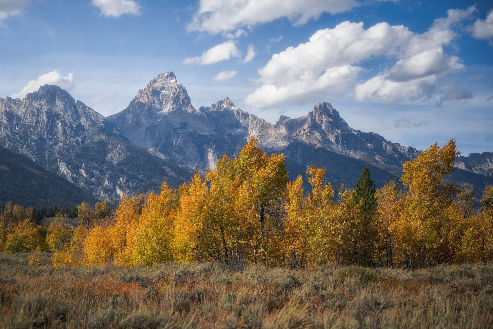 Grand Teton peaks above golden autumn aspens